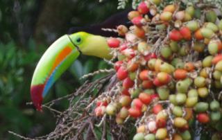 Photo of a Toucan